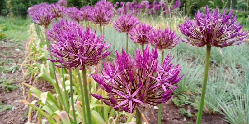 Allium 'Purple Rain' Lauk